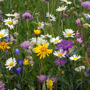 Sådan øger du biodiversiteten i haven